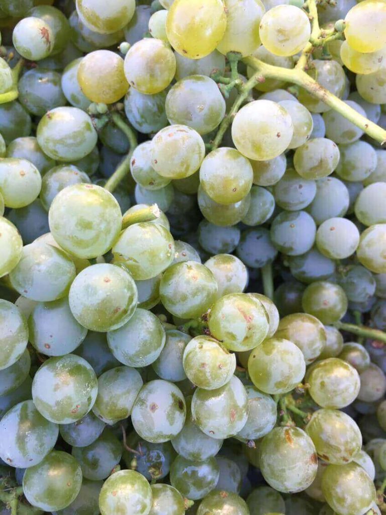 Fiano grapes | 2023