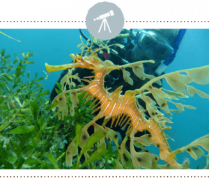 OT MVguide web nbscuba | 2023