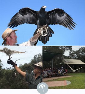 Olivers Taranga Best Things to do in McLaren Vale KI Autumn 2018 3 raptor domain in flight birds of prey | 2023