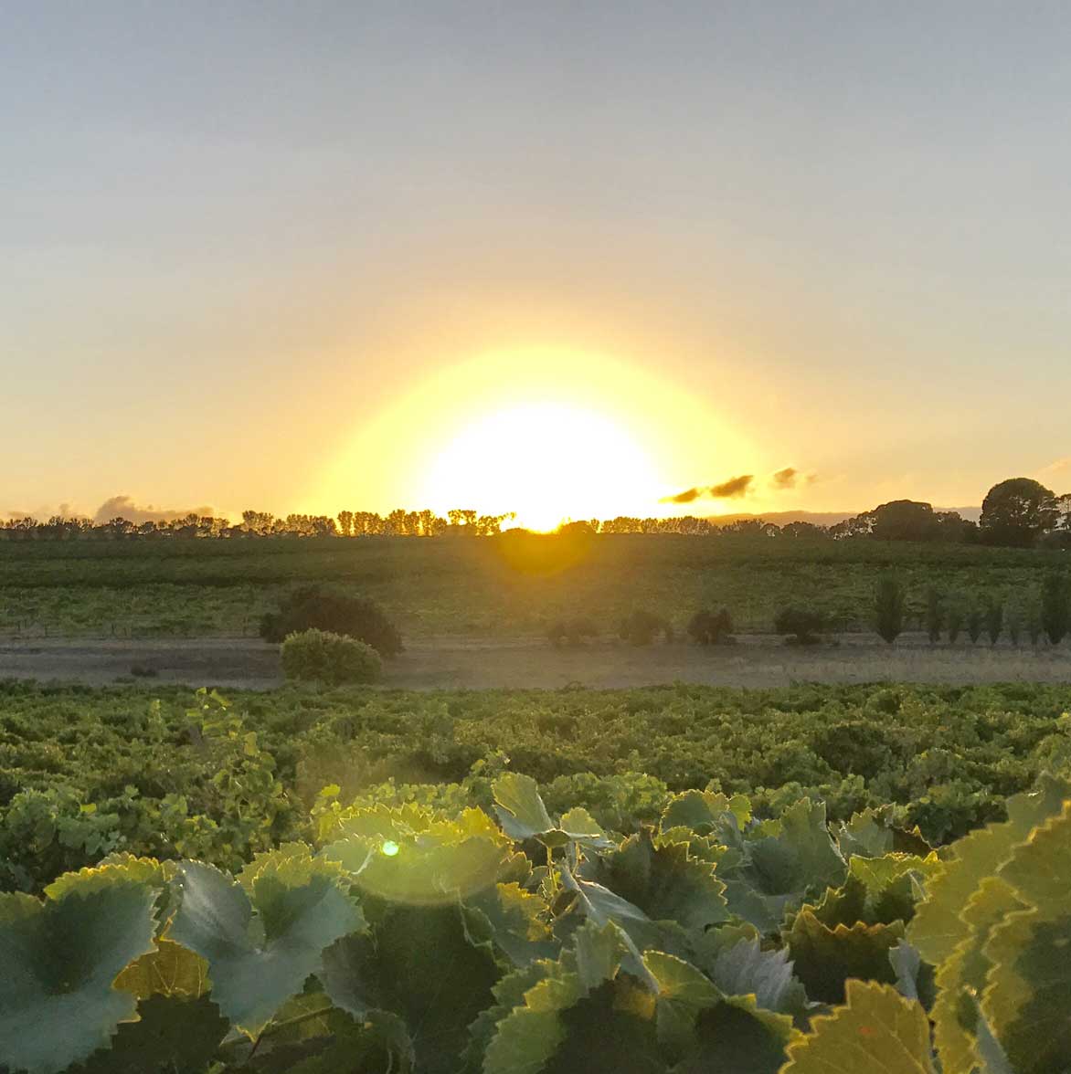 Oliver's Taranga Vineyards_Sunrise_McLaren Vale
