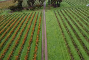 Pruning grid | 2023