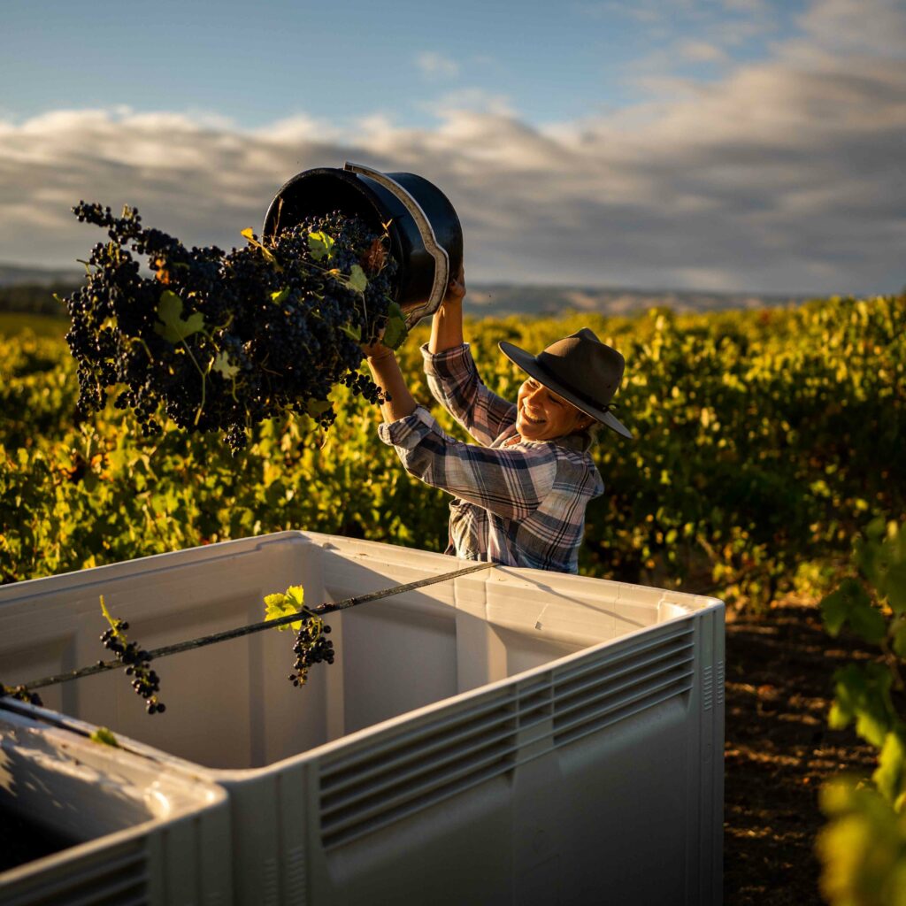 Olivers Taranga Old Block Shiraz Harvest 2023 SQ 2 | 2024