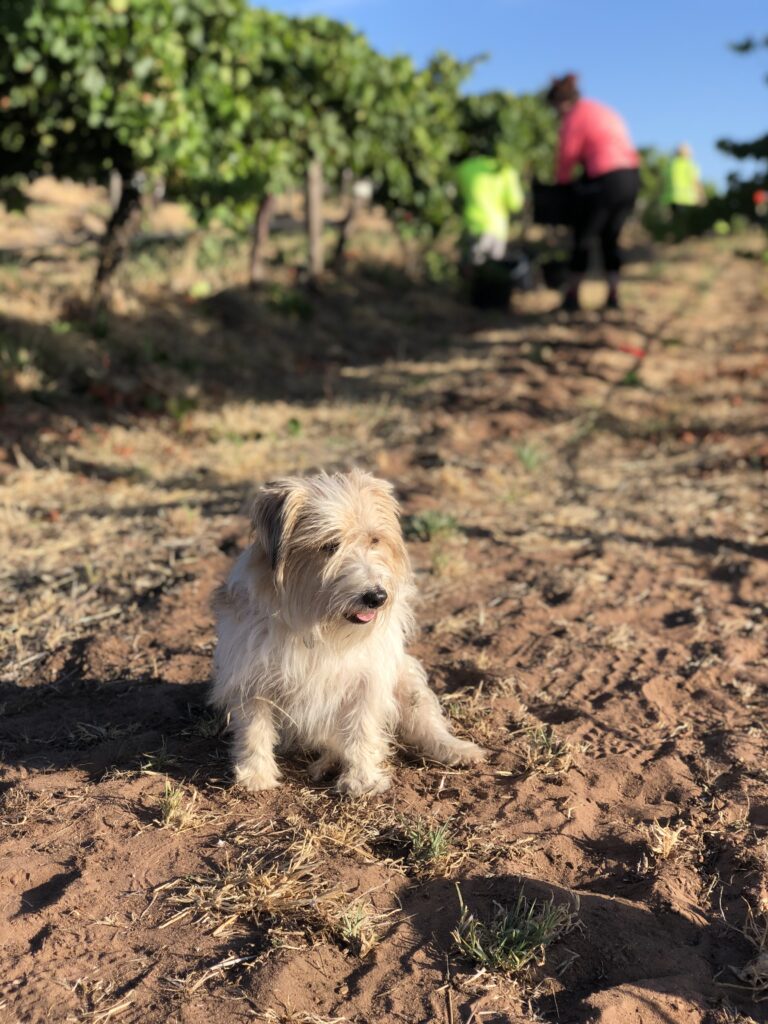 Tex supervising the pickers