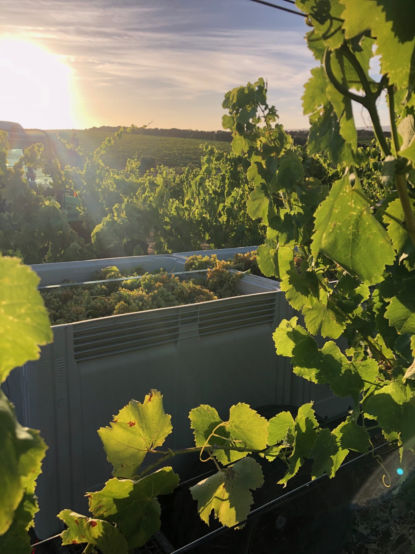 Oliver's Taranga Fiano being handpicked