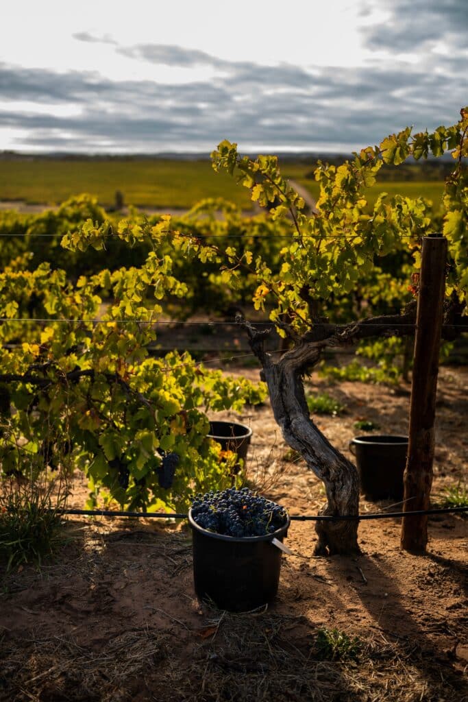 Olivers Taranga Old Block Shiraz Picking 2023 | 2025